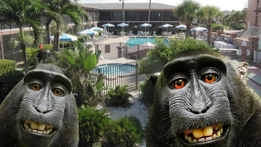 Florida timeshare company accused of monkey business by British zoo owner.